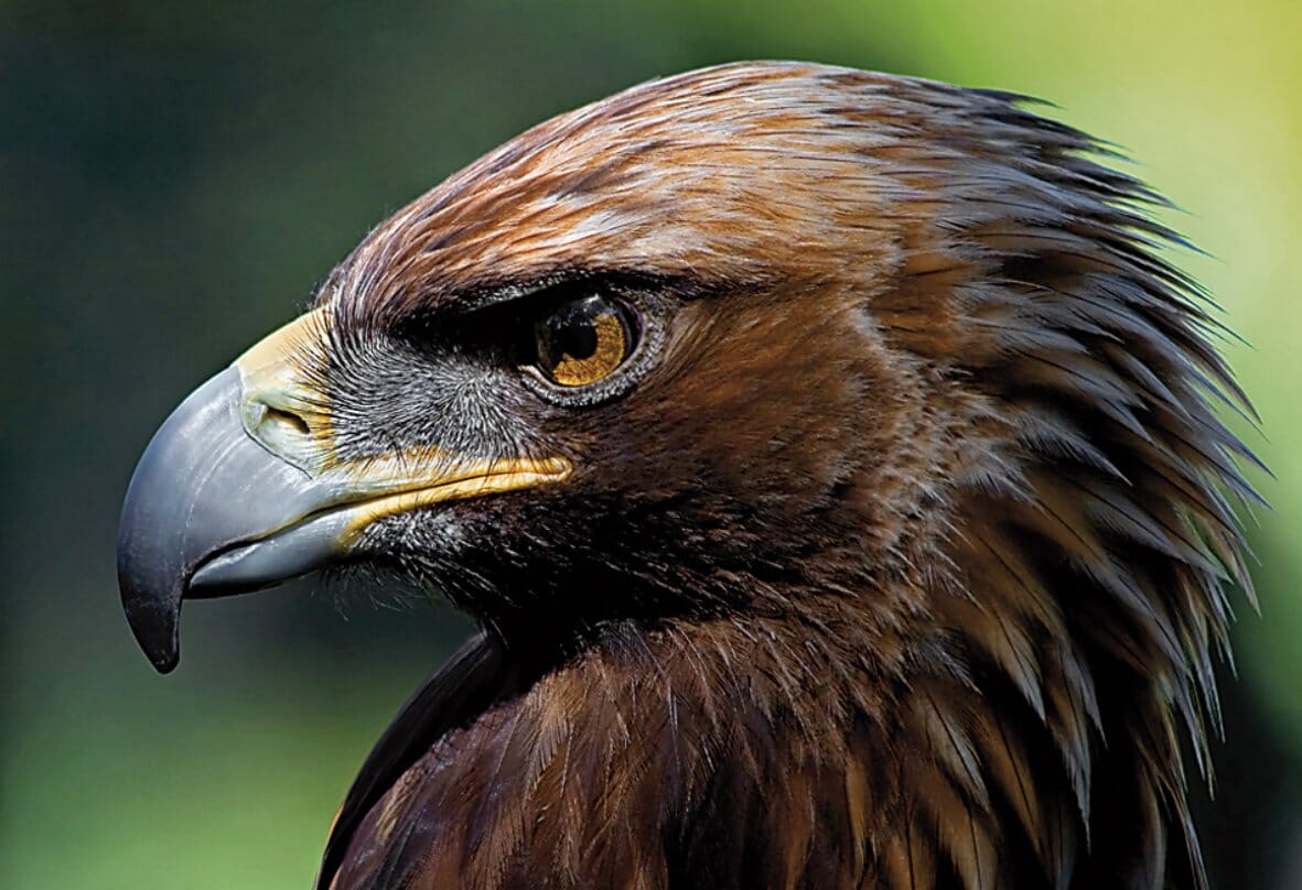 Supporting Biodiversity