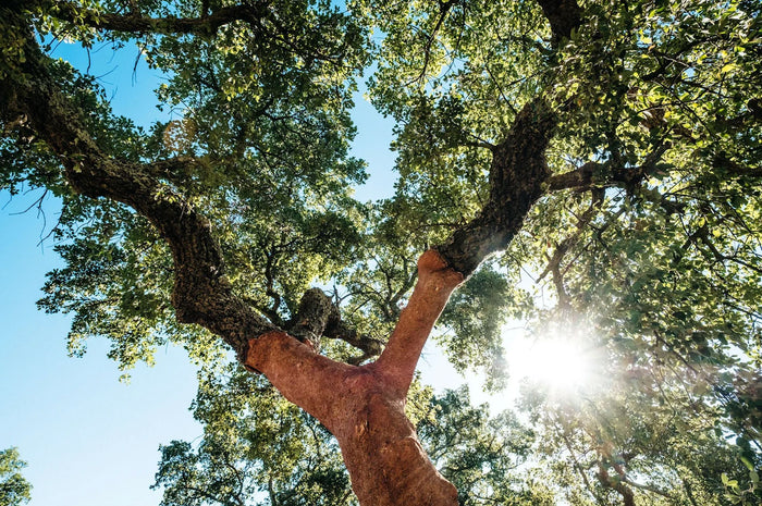 Why Cork? The Material Science Behind Every Primal Product